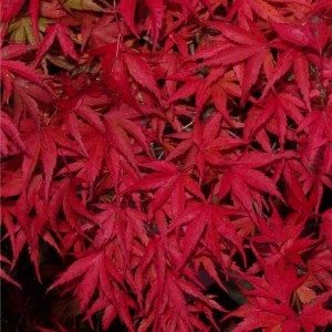 kamagata_autumn_colour-300x300-1